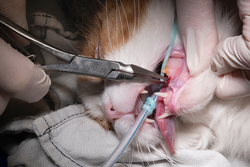 Veterinarian removing a diseased tooth from a dog during dental surgery.