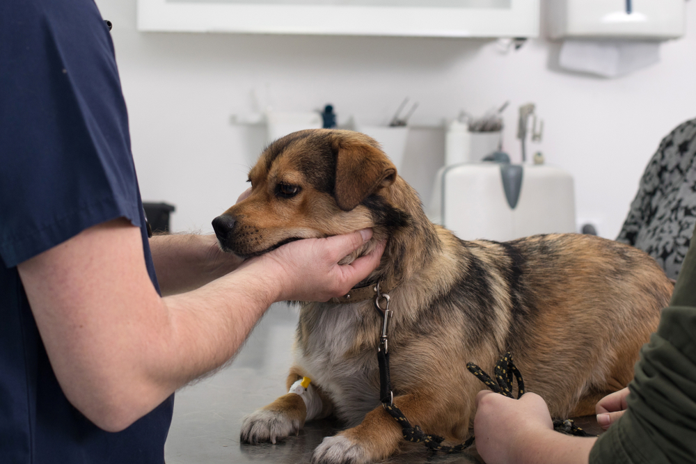 Veterinarian examining a dog in a clinic, assessing possible neurological symptoms and overall health