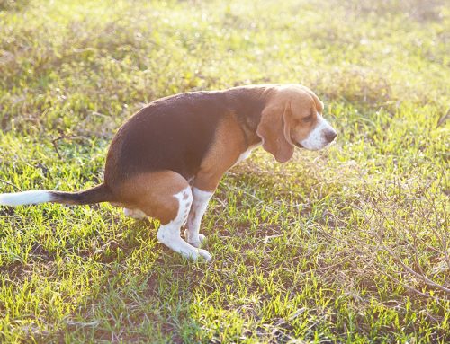 Is Your Dog’s Bloody Diarrhea a Sign of HGE?