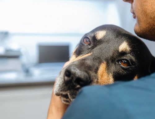 After the Emergency Visit: What to Do When You’re Home from the ER