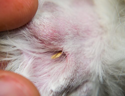 Foxtail Migration in Pets: How CT Helps Track What X-Rays Miss
