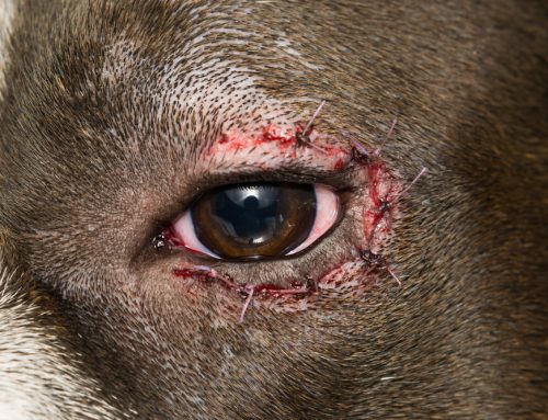 My Dog’s Eye Is Red and Squinty: Does It Need Emergency Care?