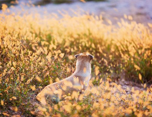 What Do I Do If My Dog or Cat Eats a Toxic Plant?