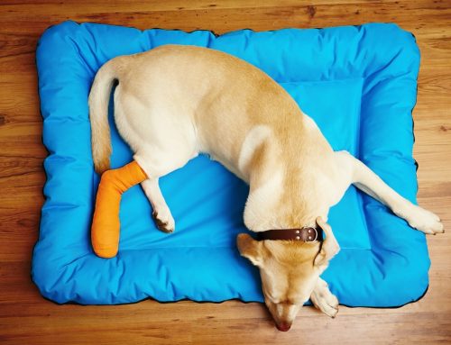 Could Your Dog’s Sudden Limp Be a Torn CCL?