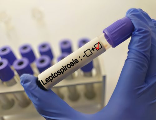 What Is Leptospirosis and How Do Dogs Get It?