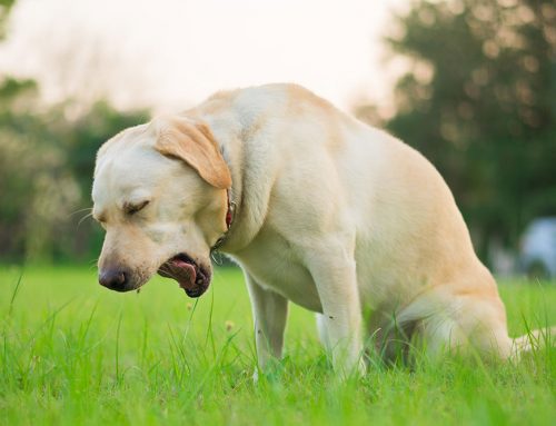 Could My Dog’s Nagging Cough Be Valley Fever?