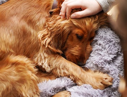 Is My Dog or Cat’s Fainting Spell a Heart Problem?