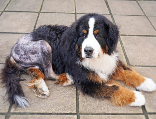 Is a Dislocated Hip or Elbow in a Dog or Cat a True Emergency?