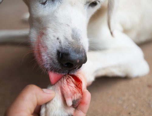 How Do You Help an Injured Pet Before You Reach the Emergency Vet?