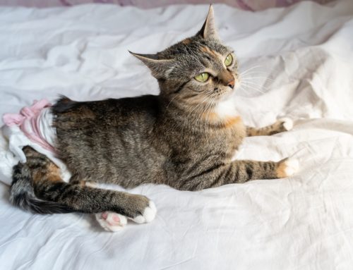 When Does a Pet’s Urinary Issue Become an ER Visit?