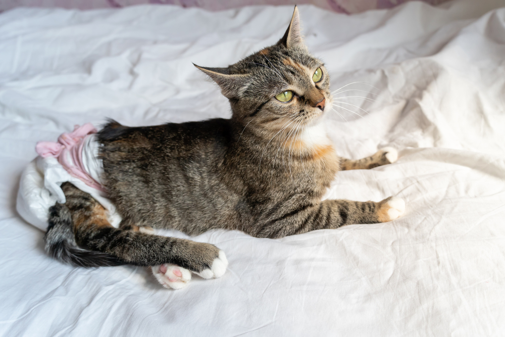 Cat with bright green eyes during a veterinary examination for urinary tract health concerns.