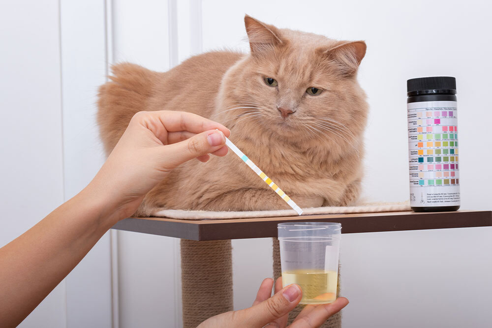 Veterinarian collecting a urine sample from a cat to diagnose urinary tract infections and bladder health issues.