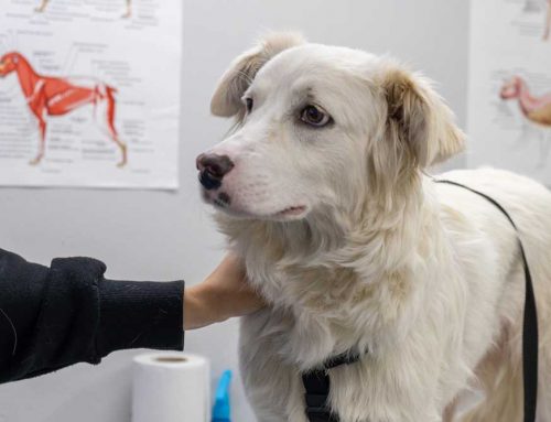 These Male Dog Emergencies Can’t Wait Until Morning