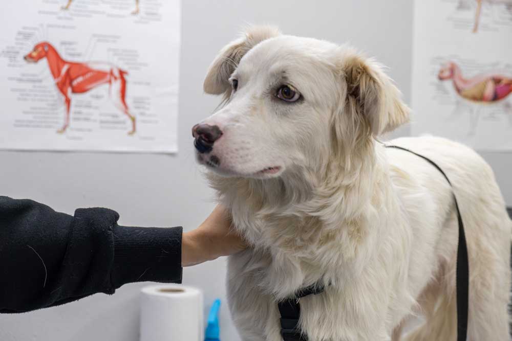 A white dog with light brown ears wearing a black harness stands indoors while a veterinarian’s hand rests gently on its chest, with anatomical posters of dogs visible in the background.