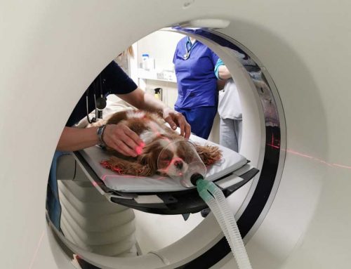 Why Does My Pet Need a CT Scan Before Cancer Treatment?