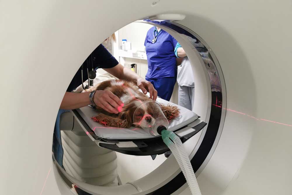 Medium-sized dog lying on a CT scanner table with an oxygen mask, positioned by veterinary staff while red laser alignment lines mark its body for diagnostic imaging.