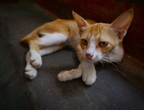 Why Is My Pet Suddenly Too Weak to Stand?